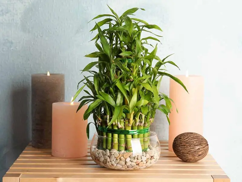 Planta bambum da sorte no feng shui