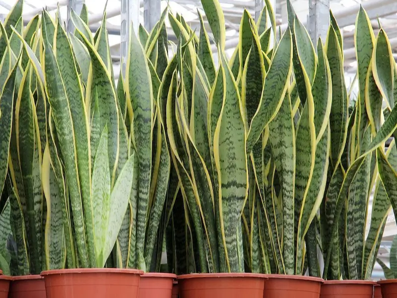 Planta espada de são jorge no feng shui