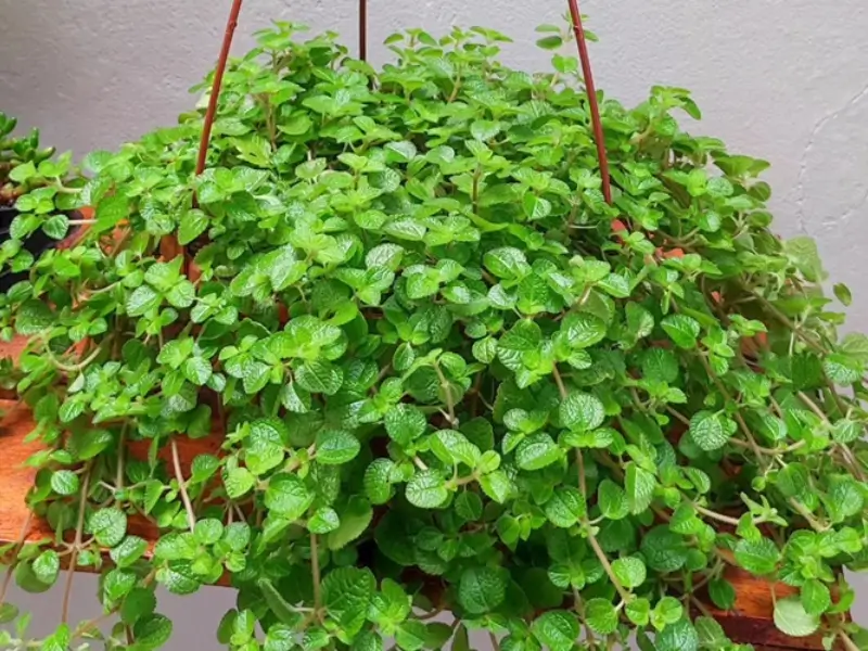 Planta dinheiro em penca no feng shui