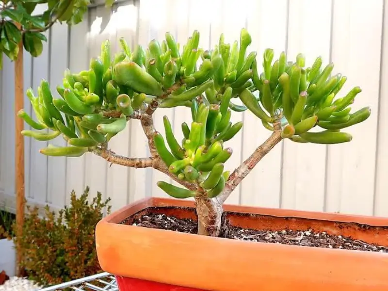 Planta jade no feng shui