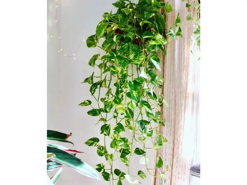Planta jiboia no feng shui