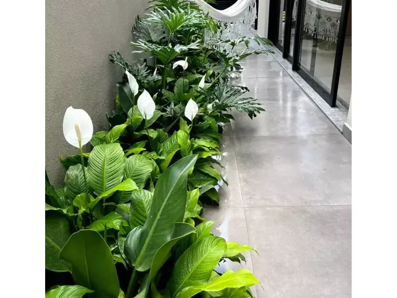 Planta lírio da paz no feng shui