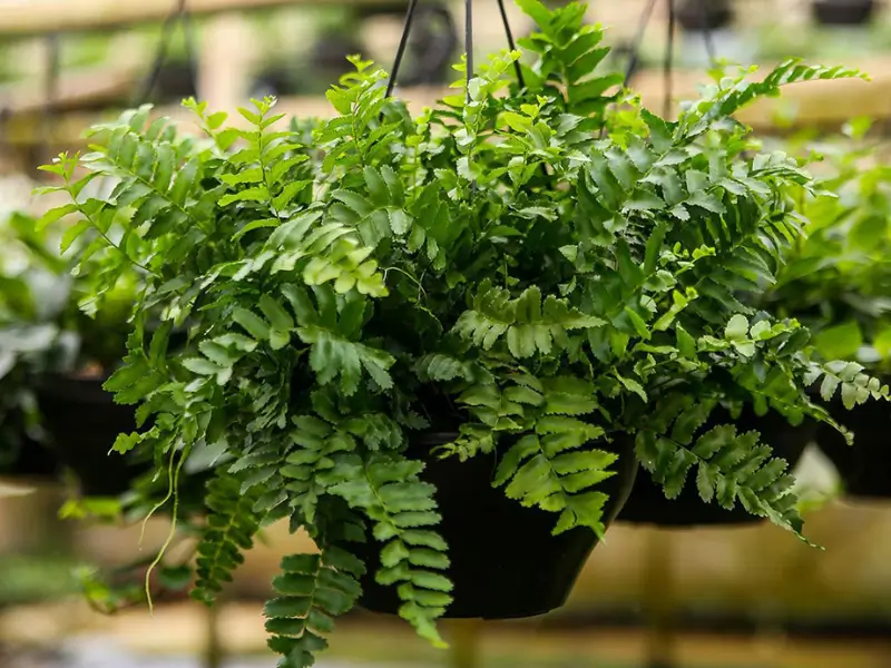 Planta samambaia no feng shui