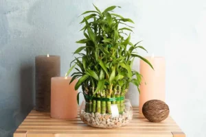 Plantas no Feng Shui Quais Usar para boa energia